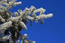 Frozen Branch Stock Image Frozen Branch Stock Image