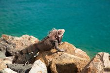 Iguana In The Caribbean Royalty Free Stock Photos Iguana In The Caribbean Royalty Free Stock Photos