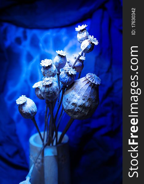 Dried poppy in blue light