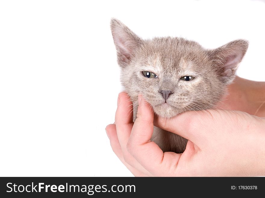 Young woman`s hand hold a kitten head on the white background