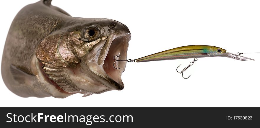 Brown trout isolated on a white background.