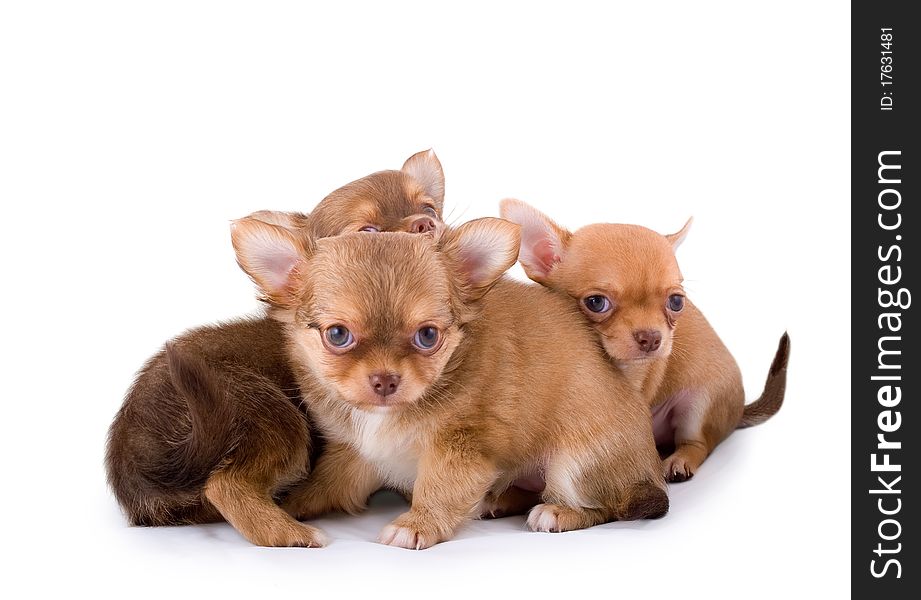 Three Chihuahua Puppies On White Background