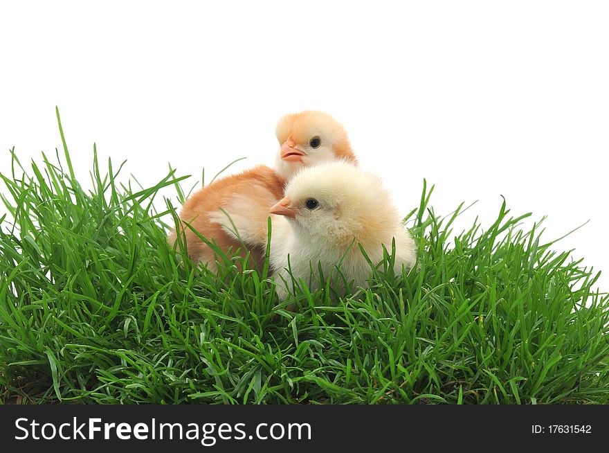 Two Chicks In Grass