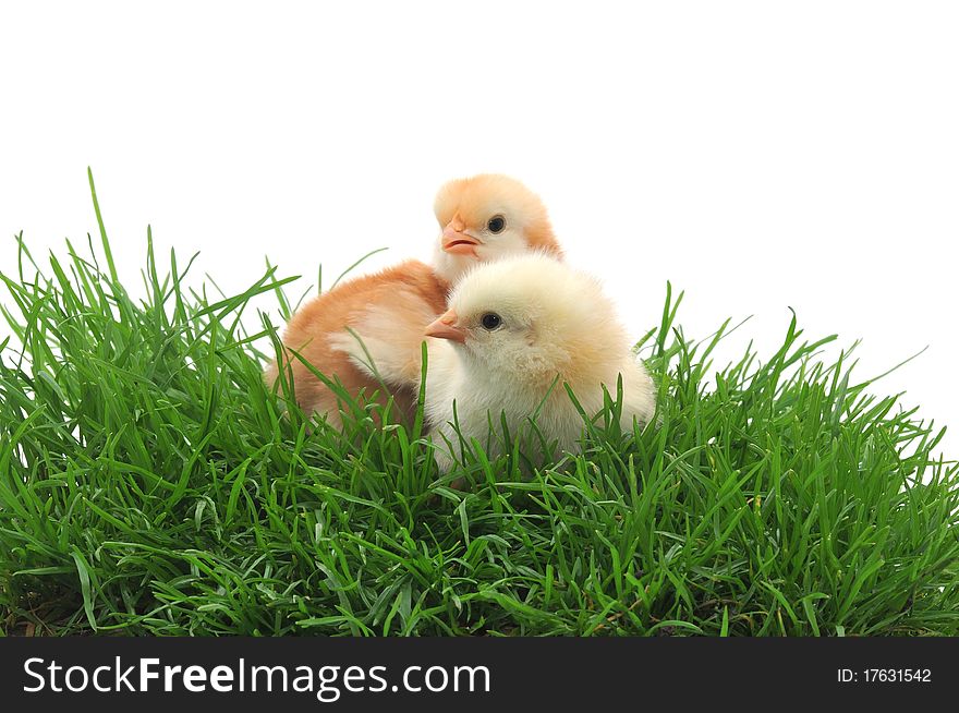 Two chicks in grass