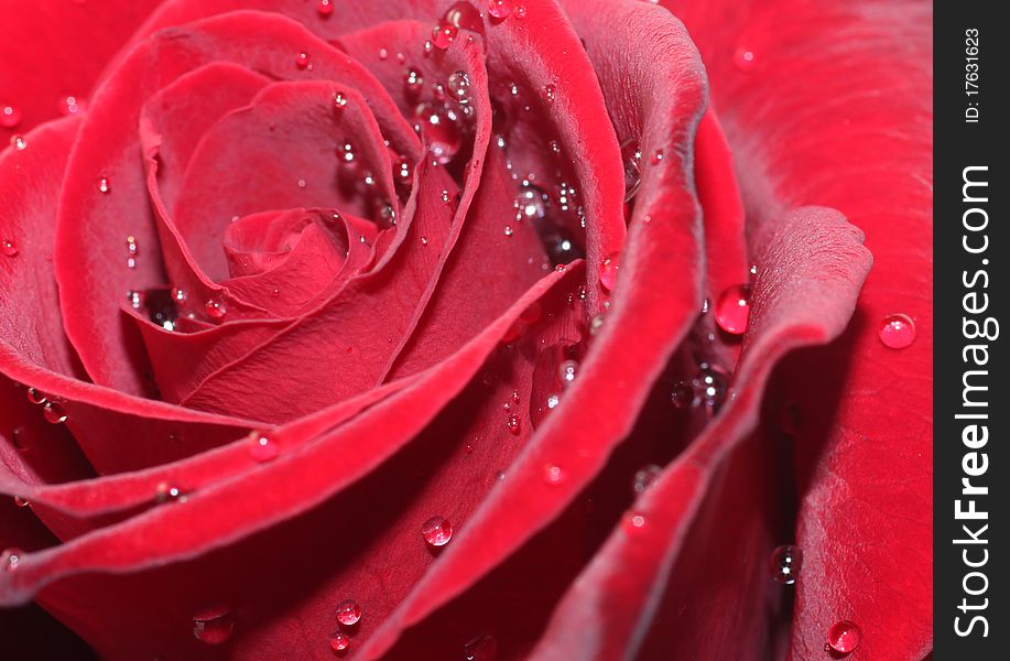 Beautiful close up red rose.