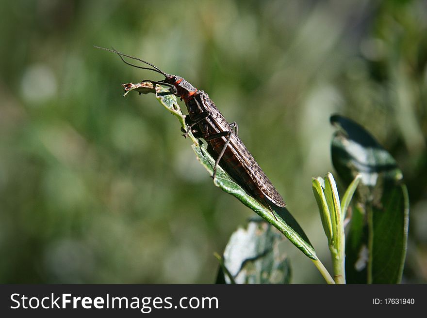 An adult salmonfly in Yellowstone National Park.