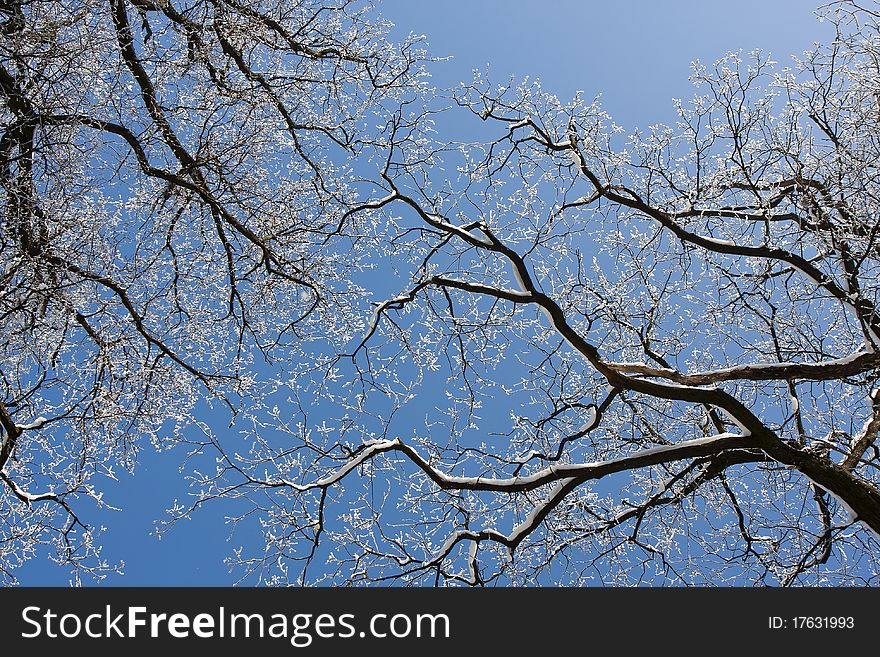 Winter snow branches against the  blue  sky. Winter snow branches against the  blue  sky