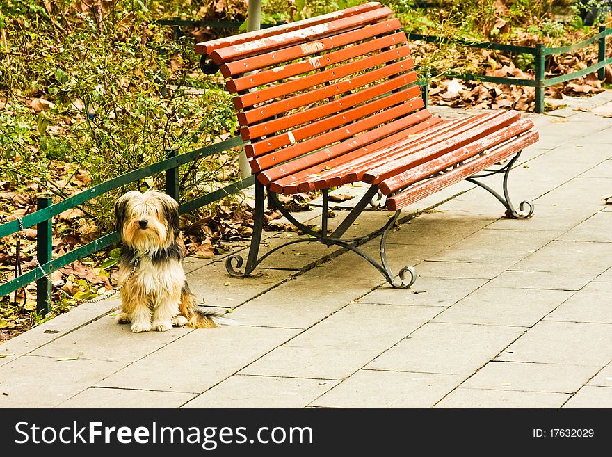 Small shaggy dog waits patiently for owner by park bench. Small shaggy dog waits patiently for owner by park bench