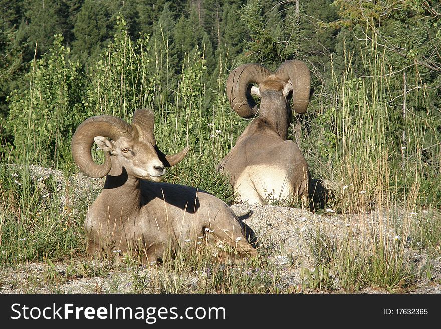 Two mountain sheep relax in the forest