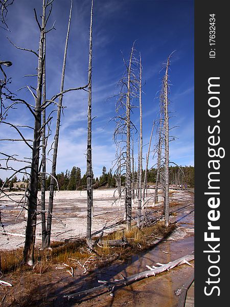 Burnt trees by the Geyser in Yellowstone national park