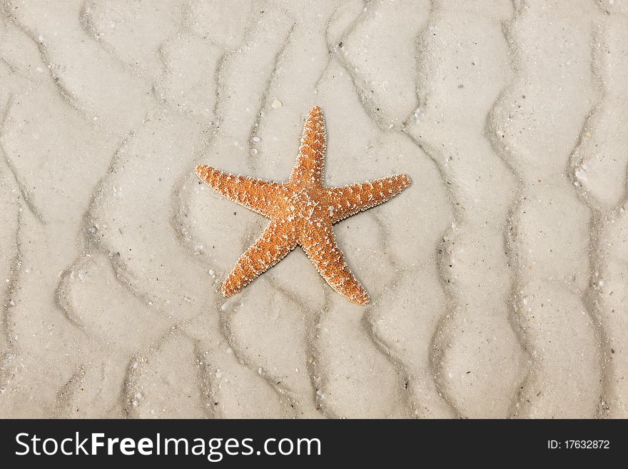 Starfish On A Tropical Beach