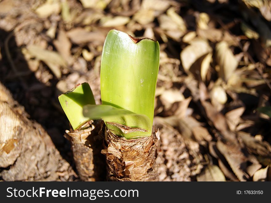 Plants are sprouting. Tender green leaves. Plants are sprouting. Tender green leaves.