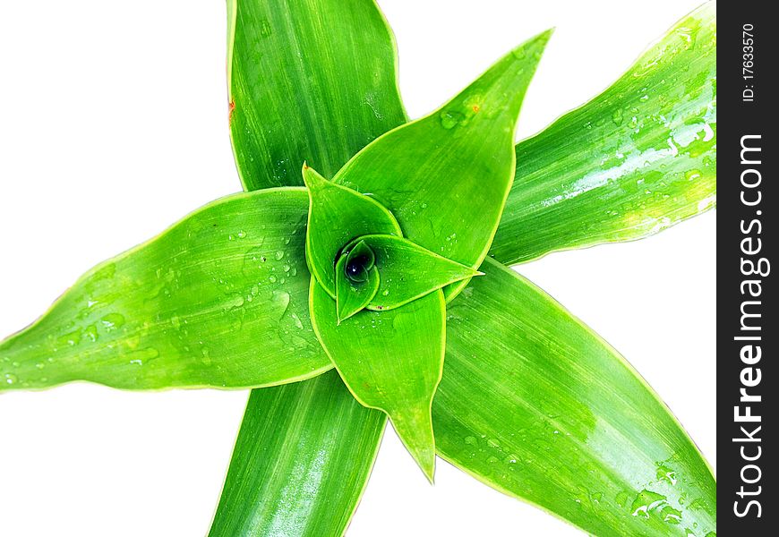 Green Foliage And Water Drop