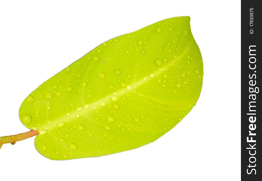 Isolate green leaf and water drop