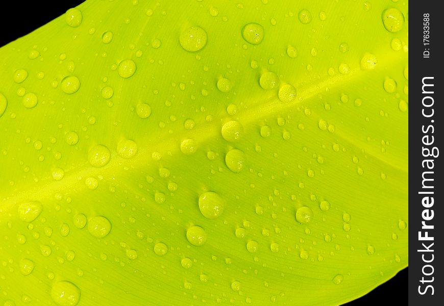 Green Leaf With Water Drop