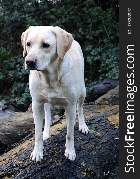 Shot of a cute labrador exploring the outdoors. Shot of a cute labrador exploring the outdoors