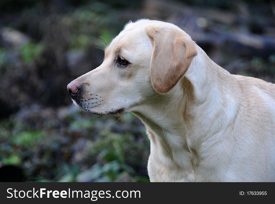 Labrador Pup