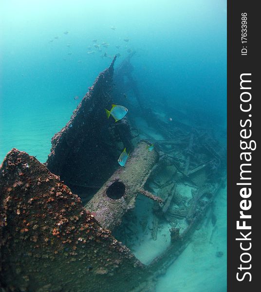 Fish Hover Over A Wreck In The Indian Ocean