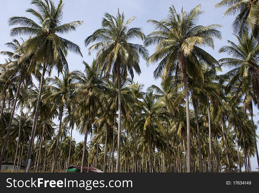 Coconut palms in Thailand, Phuket