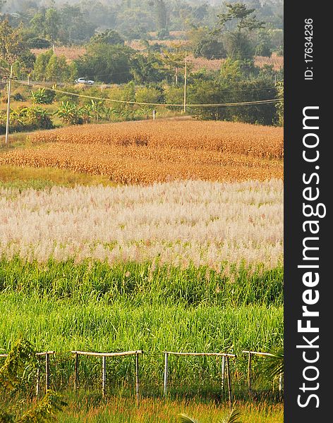 Farm In Northeast Thailand