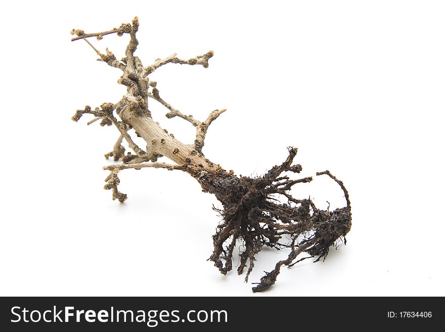 Bonsai With Root