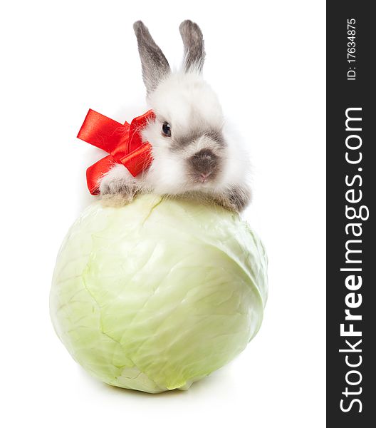 A funny rabbit with a cabbage. isolated on a white background. A funny rabbit with a cabbage. isolated on a white background
