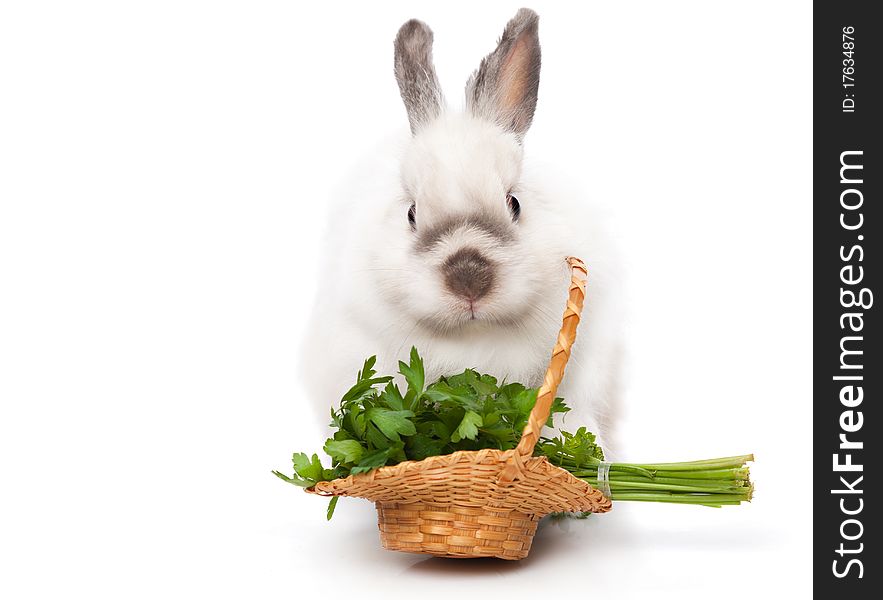 A funny rabbit with a basket of greens. isolated on a white background