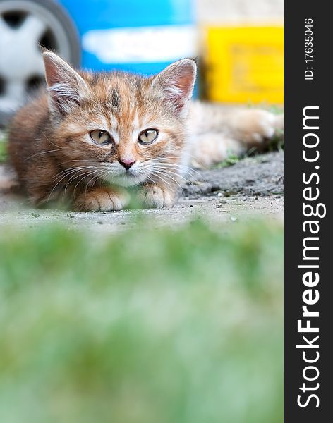 Cat laying on a stone and observing surroundings. Cat laying on a stone and observing surroundings