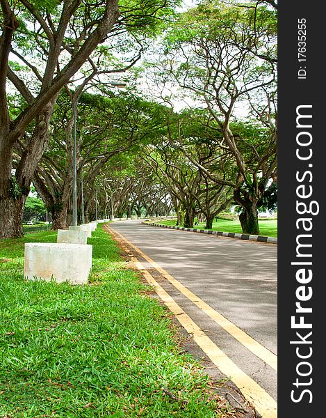 A road along a park with rows of tree which make it look like a nature's tunnel. A road along a park with rows of tree which make it look like a nature's tunnel