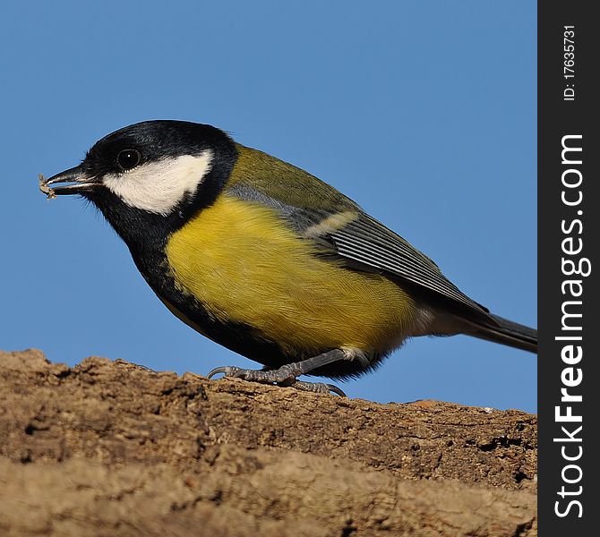 Great Tit