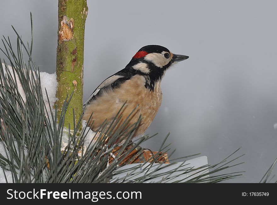 Great Spotted Woodpecker - Dendrocopos Major