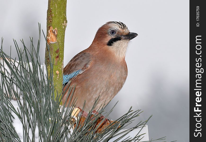 The jays are several species of medium-sized, usually colorful and noisy, passerine birds in the crow family Corvidae. The jays are several species of medium-sized, usually colorful and noisy, passerine birds in the crow family Corvidae.