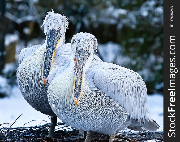 Two young pelicans in a snowy environment