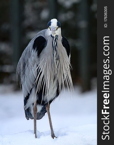 A heron in a snowy environment