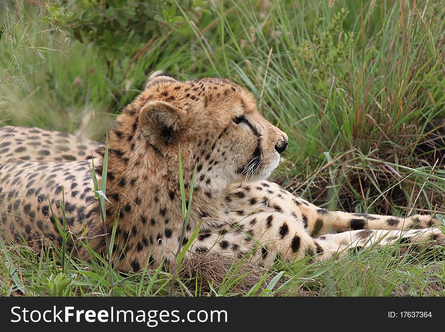 A Young Cheetah relaxing in the bush