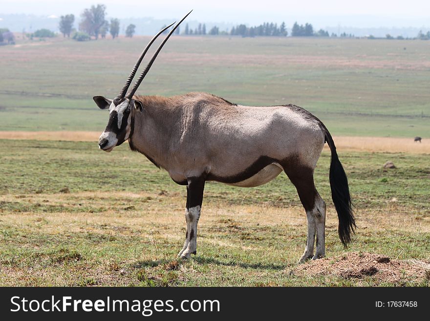 The Oryx from the side