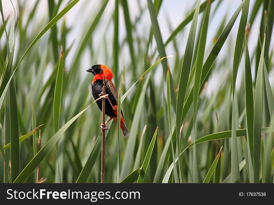 Red Bishop Bird on a twig. Red Bishop Bird on a twig