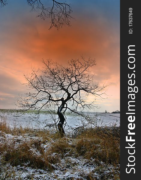 Solitary tree in winter landscape