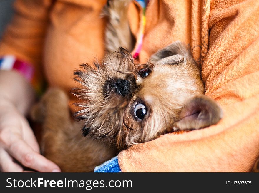 Smooth haired Brussels Griffon puppy. Smooth haired Brussels Griffon puppy