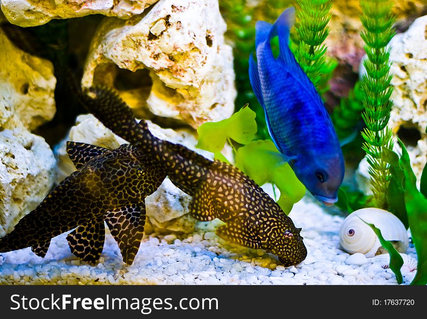 Aquarium with colorful blue fish. Aquarium with colorful blue fish