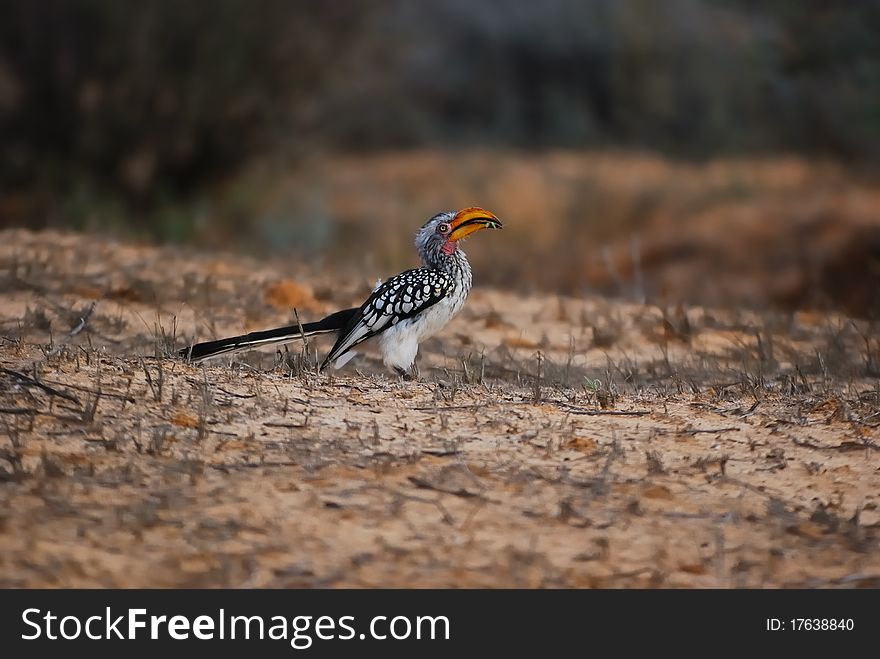 Southern Yellow-Billed Hornbill (Tockus leucomelas) captured a small insect (South Africa).