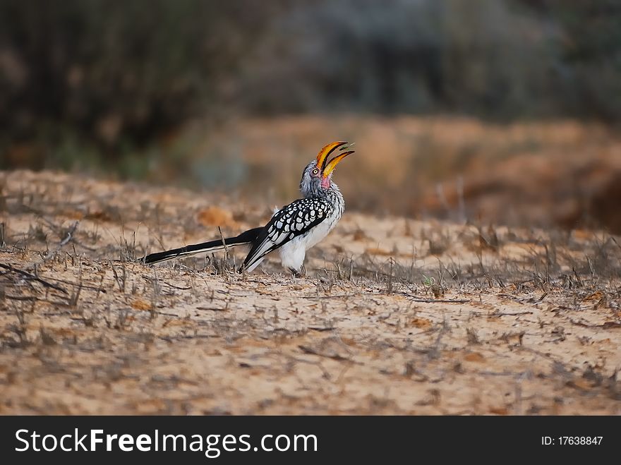 Southern Yellow-Billed Hornbill