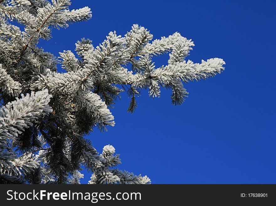 Winter frozen branch with sunny blue sky background