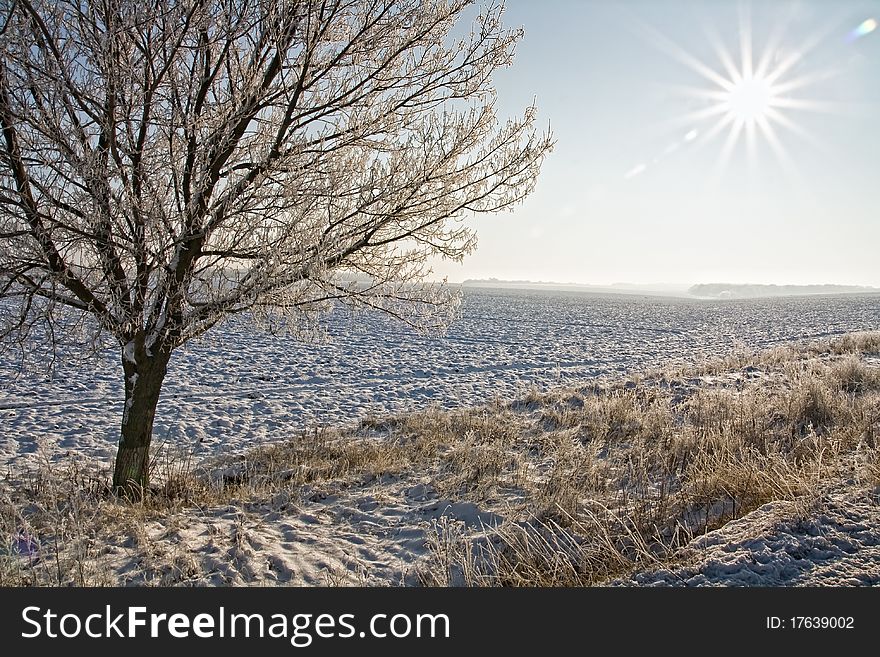 Trees Covered With Snow in Winter Landscape. Trees Covered With Snow in Winter Landscape