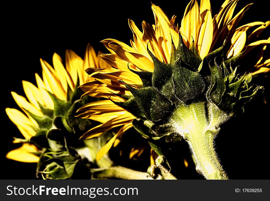 Sunflowers with high-dynamic effect