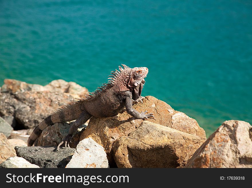 Iguana in the Caribbean on a rock wall