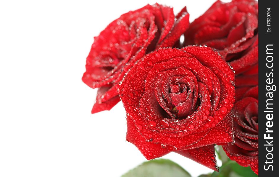 Close-up of rose isolated on white backgrounds