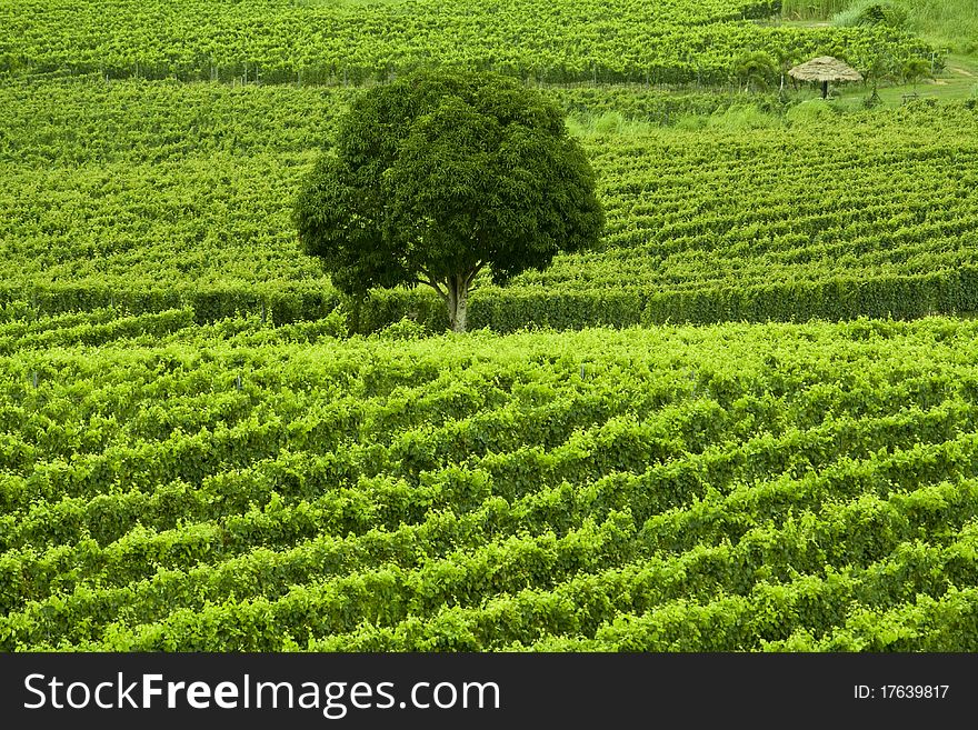 A tree stand alone in vineyard. A tree stand alone in vineyard