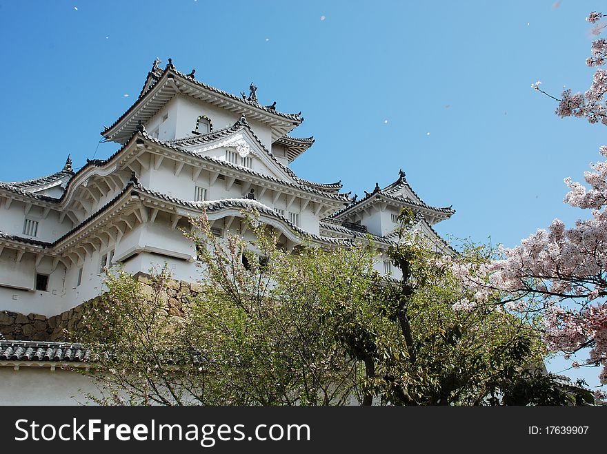 Himeji Castle in Spring with Cherry Blossom