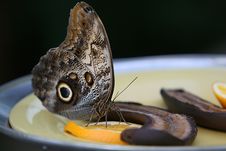 Silk Moth Stock Images Silk Moth Stock Images